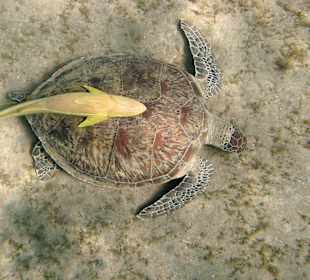 Schildkröte in der Nachbarbucht Abu Dabab