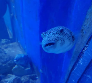 Aquarium das rote Meer in Mini Format. 