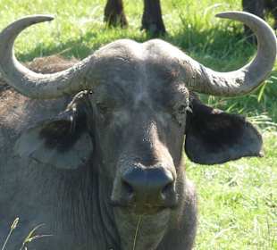 Safari Wasserbüffel