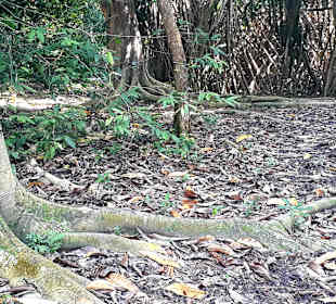 Botanischer Garten