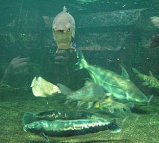 Große Fische