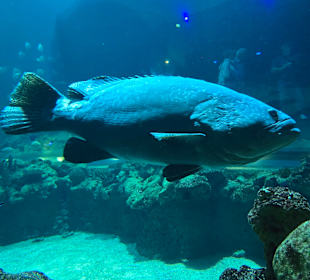 Aquarium hagenbeck 