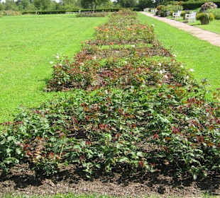 Park Rosenhöhe 13