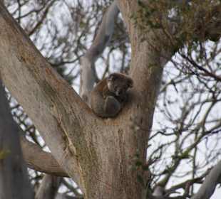Tierbeobachtung im Otway NP