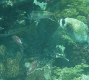 Schnorcheln Abdul Safaga