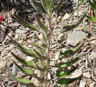 Eindrücke aus dem Jardin Méditerranéen