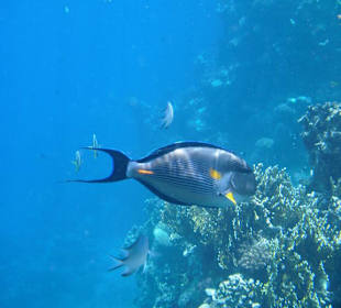 Hausriff Arabischer Doctor