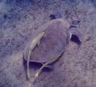 Turtle feeding