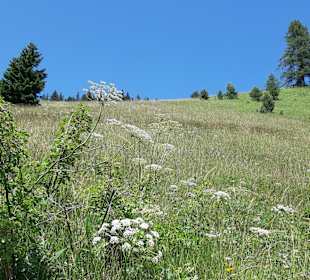 Wandern in Serfaus-Fiss-Ladis 
