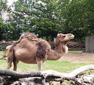 Zoo Wrocław