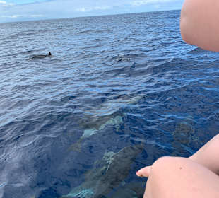 Whale Watching Oceano Valle Gran Rey