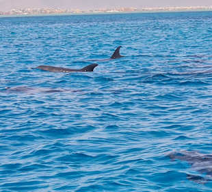 Coral Tours Aqua Center El Gouna