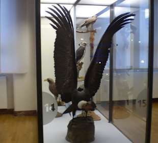 Zoologisches Forschungsmuseum Alexander Koenig