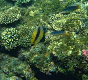 Wimpelfisch - Gelber Vogelfisch