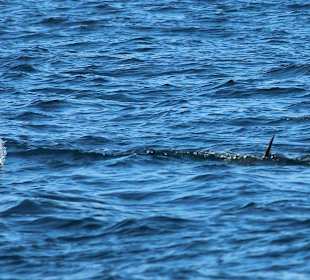 Man kann eine Delphin fahrt buchen