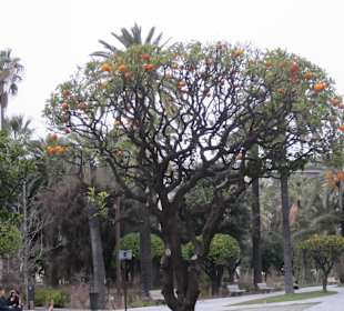 Garten - Jardin Albert