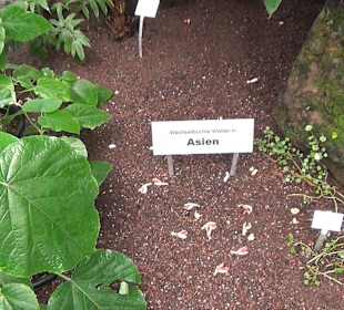 Tropicarium - Feuchte Tropen