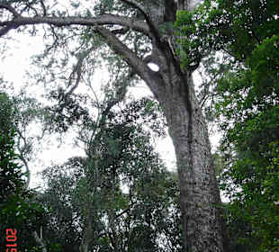 Tsitsikamma National Park