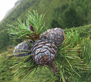 Wandern St. Jakob im Defereggental