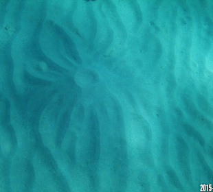 Korallenriff Fantasy