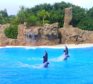 Ausflüge. Loro Park