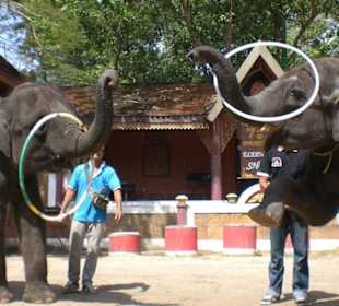 Phuket ZOO - 10 / 2010