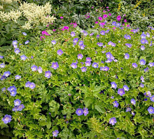 Schöne Blumenbeete