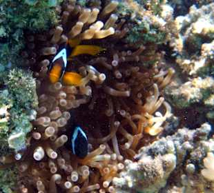 Schnorcheln Marsa Alam