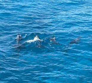 Delphin Tour 