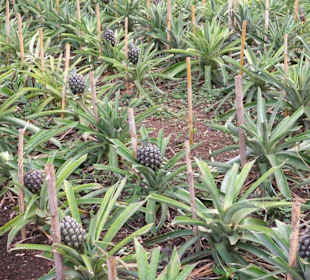 Ananas