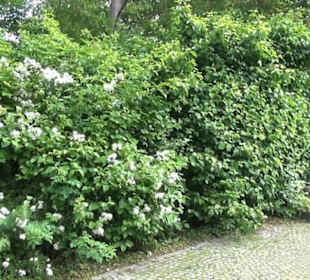 Park an der Mauritiuskirche