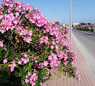 Stadtrundgang Colakli
