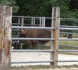 Wisent