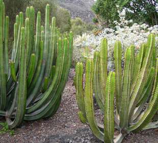 Jardin Botanico