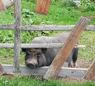 Wandern Hochrindl/Sirnitz