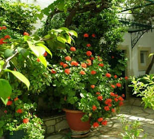 Blumenpracht im Kloster