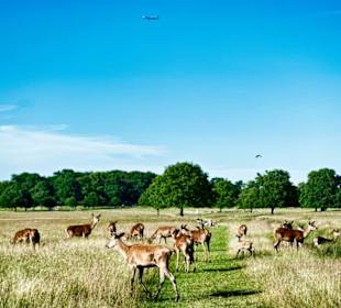 Richmond Park