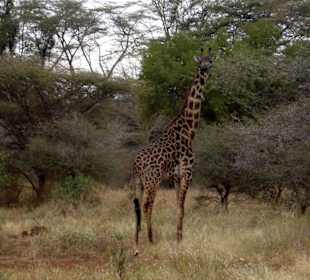 Tsavo West Nationalpark