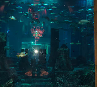 Dubai Aquarium