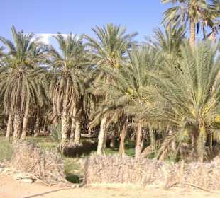 Palmen