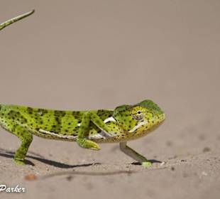"Heiße Füße?" Chamäleon im Krüger National Park