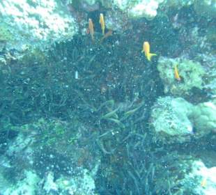 Tauchgebiet Dolphin House