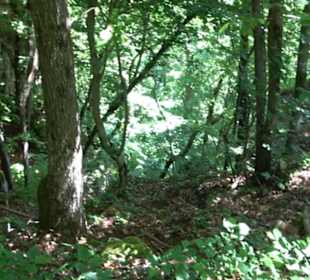 Premiumwanderweg "hochgelegen"