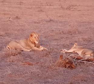 Löwen im Abendgrauen
