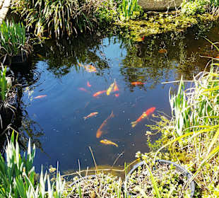 Die Fische sind schon drin