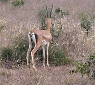 Gazela