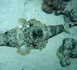 Krokodilfisch in der Bucht