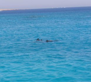 Delfine bei Schnorcheltour