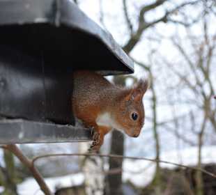 Freilichtmuseum Skansen