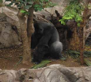 Gorilla